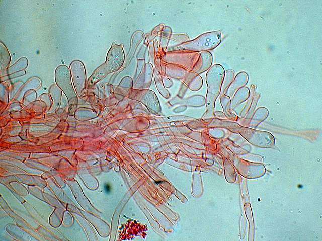 Xerocomus bubalinus   (Oolbekk. & Duin)  Redeuilh